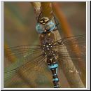 Aeshna mixta - Herbst-Mosaikjungfer m12.jpg